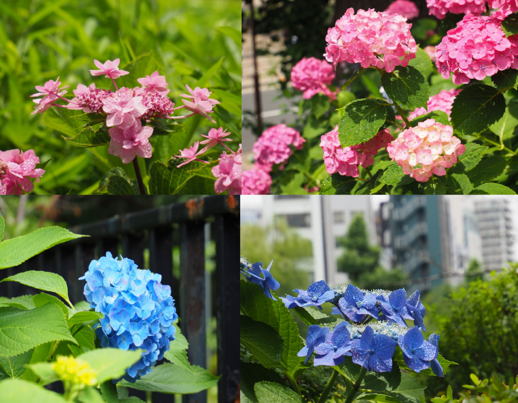 あじさいを撮りに東京散歩 隅田公園 浅草寺 不忍池 靖国神社 19年6月14日 街を歩き山を想う