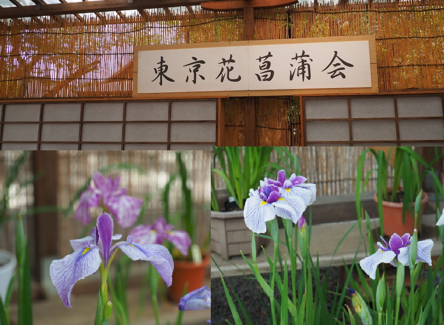 あじさいを撮りに東京散歩 隅田公園 浅草寺 不忍池 靖国神社 19年6月14日 街を歩き山を想う